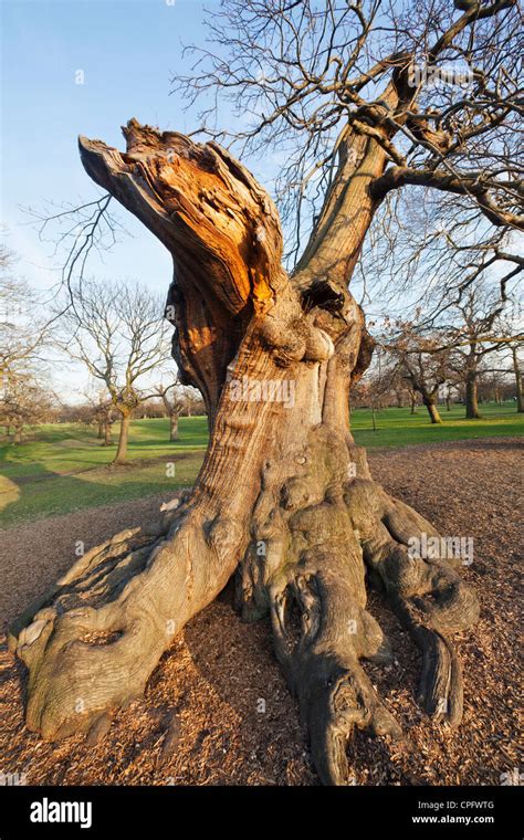 England London Greenwich Greenwich Park Oak Tree Stock Photo Alamy