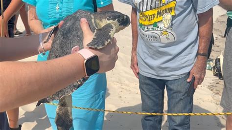 Mississippi Aquarium Releases 100th Endangered Sea Turtle Youtube