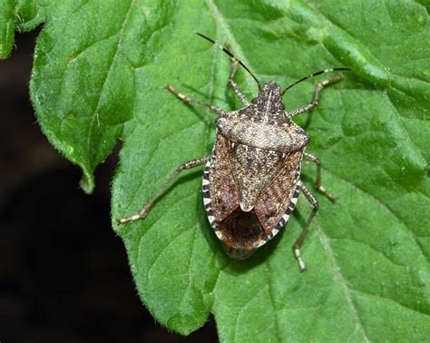Stink Bugs Stink Heres How You Can Get Rid Of Them