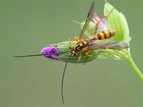 Ichneumon Wasp Ichneumonidae Overview Identification Habitat