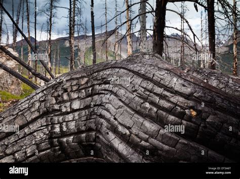 Jasper National Park Alberta Canada An Old Gnarled Tree Trunk Stock