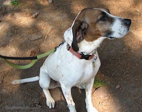 American English Coonhound Information Dog Breed