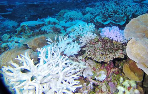 Is The Great Barrier Reef Dying Ocean Info