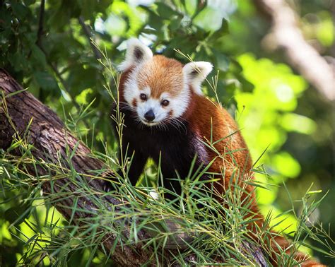 Red Panda In Tree Photograph By Amy Jackson