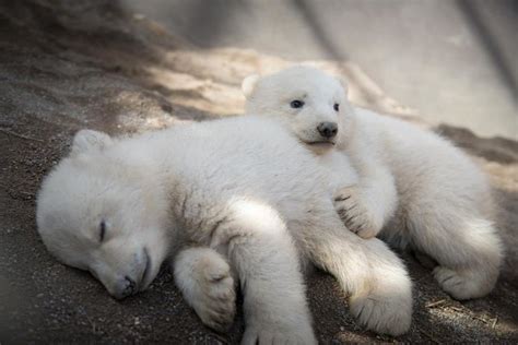 Fotos De Osos Polares Bebes Un Mundo En Paz Osos Polares Peligro De