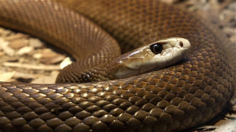 Snake Sex Mating Season In Wood Buffalo National Park Huffpost