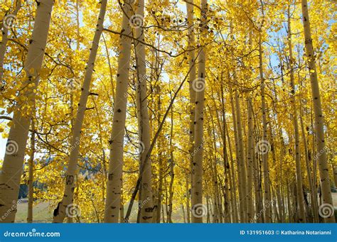 Fall Foliage On Yellow Aspen Trees Showing Off Their Autumn Colors