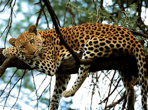 Wallpaper Leopard Wildlife Animals Download Top Free Backgrounds