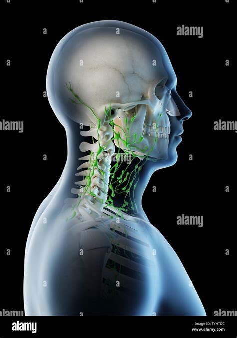 3d Rendered Illustration Of A Mans Lymph Nodes Of The Neck Stock Photo