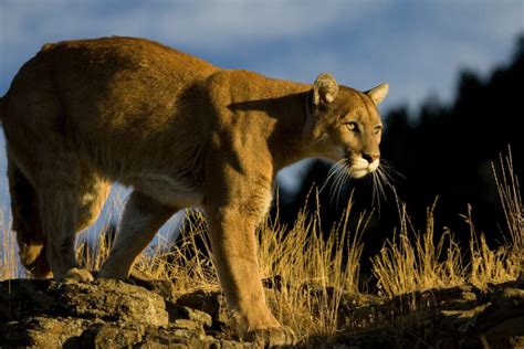 What Sound Does A Mountain Lion Make Animal Sounds