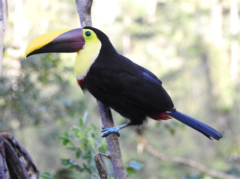 Guanacaste Costa Rica Febmar 2020 Birding Despite Disability