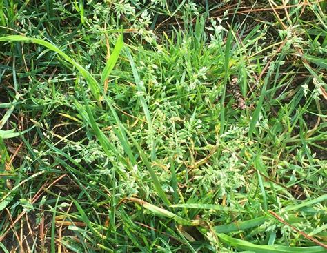 Common Weeds - Virginia Green