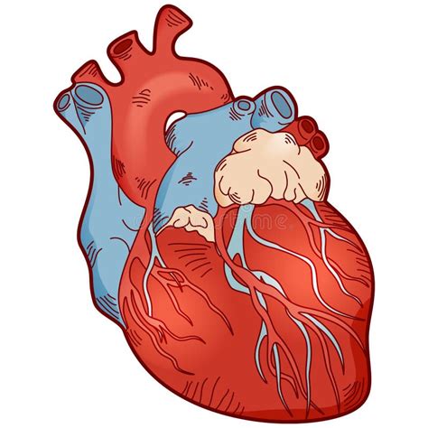 Diagrama Interior Del Corazón Humano Ilustración Del Vector Imagen