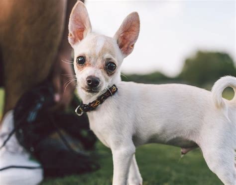 How To Keep Your Chihuahuas Skin And Coat Healthy The Farmers Dog