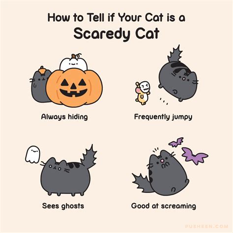 How To Tell If Your Cat Is A Scaredy Cat Album On Imgur