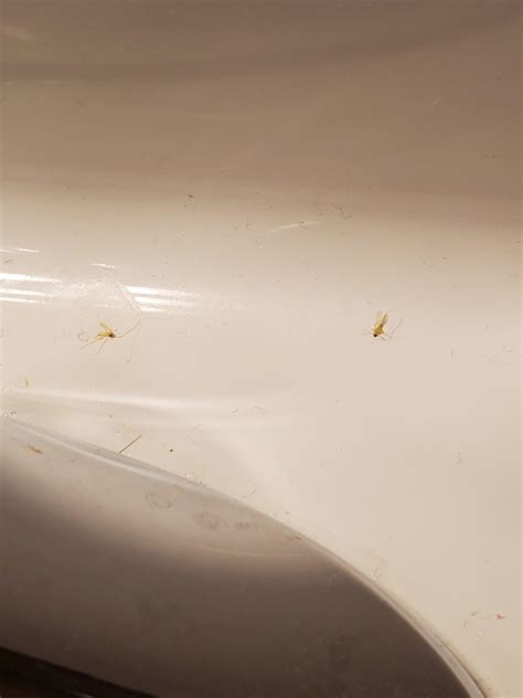 What Are These Little Bugs In My Bathroom Ar15com