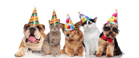 Team Of Five Cats And Dogs Ready For Birthday Party Stock Photo