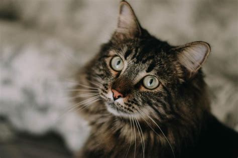 These are reviews by maine coon owners: 10 Cute Maine Coon Cats and Kittens