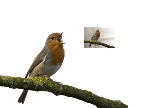 Download Robin Redbreast Songbird Wildlife Royalty Free Stock