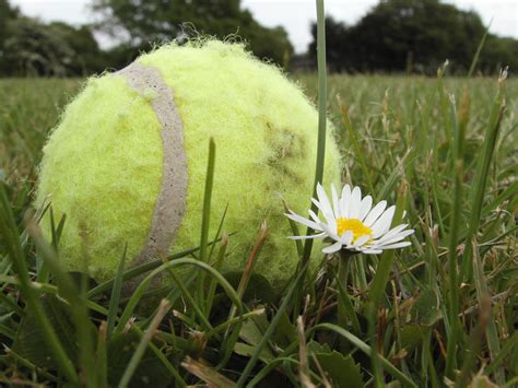 Tennis Ball Daisy By Jazzlymon On Deviantart