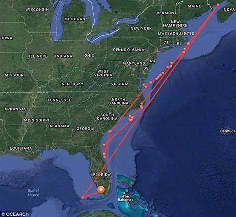 The new ocearch shark tracker lets you observe the migrations of sharks and other marine animals that have been tagged with state of the art ocearch is on a mission to ensure abundant oceans for future generations and you're invited to join us through our ocearch shark tracker! Great white shark named George stalks Everglade waters ...