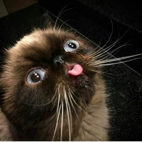 Cats Derp Too Gallery Ebaums World