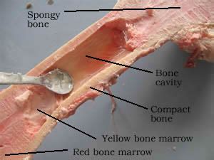 Normal bone marrow is divided into red and yellow marrow, a distinction made on the grounds of gross anatomy red marrow is composed of: Biology - Bone dissection