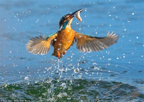 Petar Sabols Two Year Quest To Capture Perfect Kingfisher Picture In