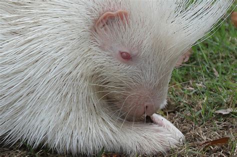 Albino Porcupines Are Real And Here In New Hampshire