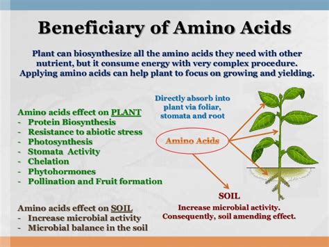Easy Guide To Make Amino Acids And Knowing Benefits For Plants
