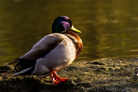 Mallard Ducks Photorasa Free Hd Photos