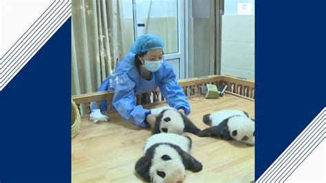 Panda Cubs Born During Pandemic Relax In New Surroundings Good