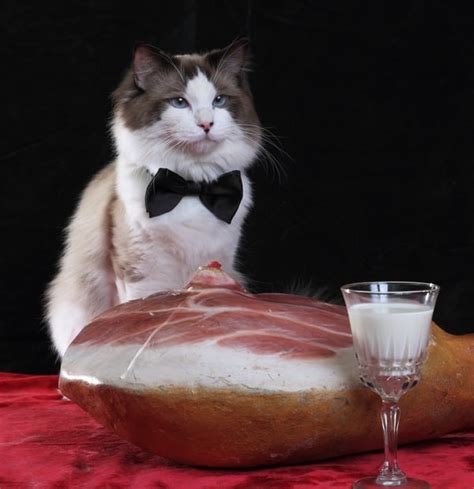 Can Cats Eat Ham Friendly Claws