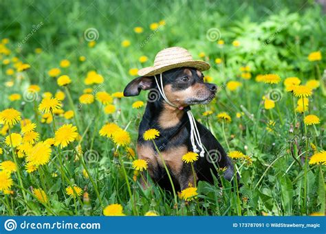Cute Puppy Dog In A Straw Hat Surrounded By Spring Yellow Colors On A