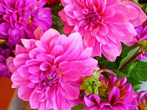 Plants Dahlia Flower Beautiful Pink Color 4k Wallpaper Download For