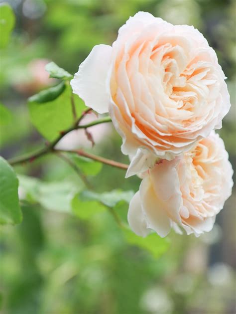 5 Best Cottage Garden Roses To Grow In Your Yard Hydrangea Treehouse