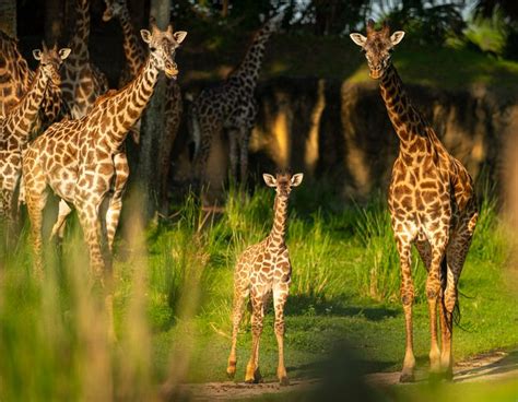 Masai Giraffe Calf Makes Savanna Debut Walt Disney World News