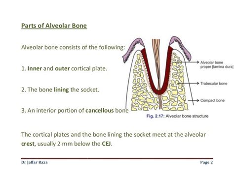 006alveolar Bone