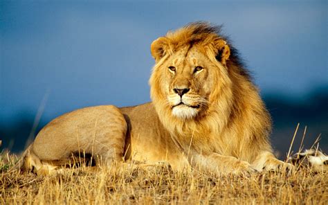 Top 10 Facts About Lions
