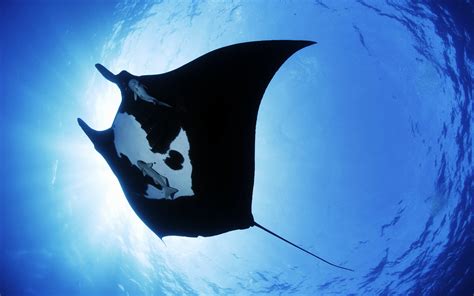 Manta Ray Sea Creature Hd Animals 4k Wallpapers Images Backgrounds
