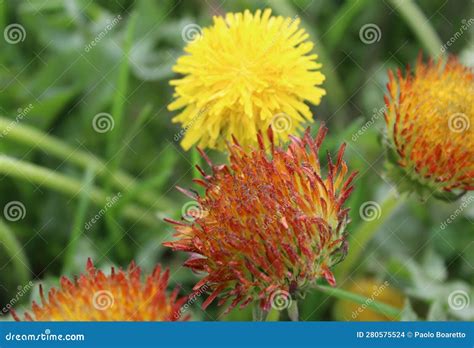 Dandelion Plant With Fluffy Yellow Bud Bright Yellow Dandelion Flowers