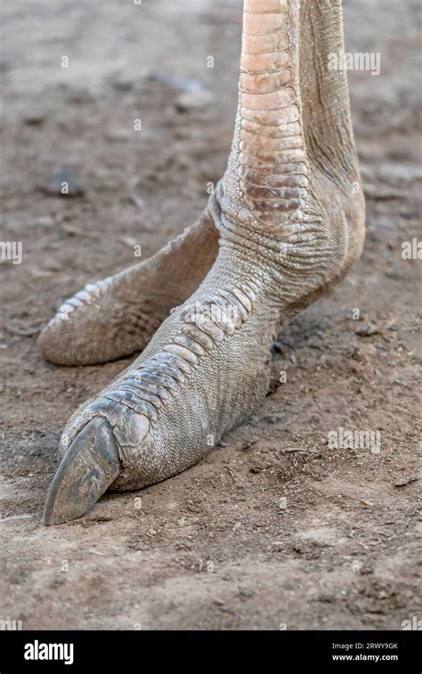 Ostrich Leg Hi Res Stock Photography And Images Alamy