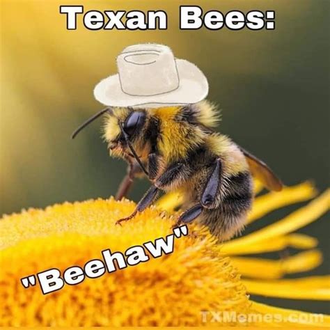 137 Best Bee Movie Memes Images Bee Movie Bee Movie Memes Movie Memes Porn Sex Picture