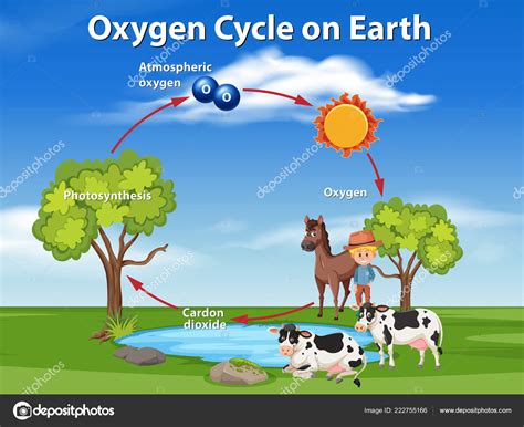 Ciclo Del Oxígeno Tierra Ilustración Vector De Stock De ©brgfx 222755166