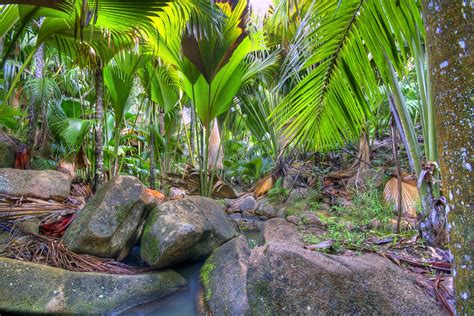 Vallée De Mai Nature Reserve