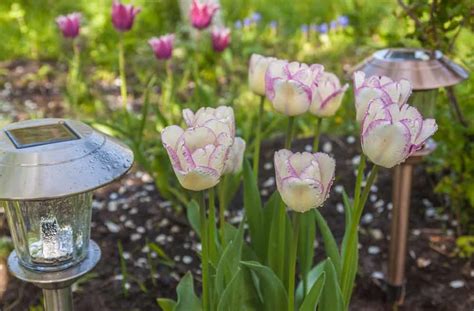 42 Different Types Of Tulips For Your Gardens