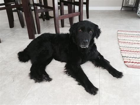 There are 59 pet friendly hotels in jacksonville, fl. Adopt David on | Retriever dog, Adoption, Flat coated ...