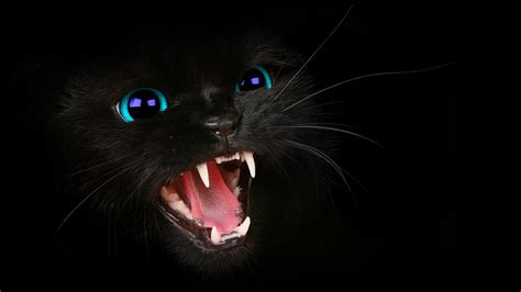Hd Black Cat Blue Eyes Wallpaper By Harriepatemandesigns