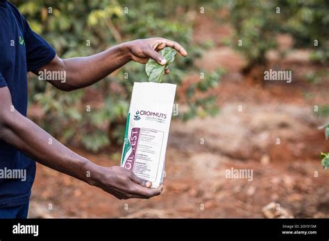 Coffee Beans Tree Farm In Ruiru Kiambu County Kenya Stock Photo Alamy