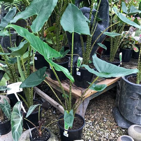 It's advisable to use luke warm soft water (not hard water). Alocasia Zebrina Care Requirements - Indoorplantaddicts